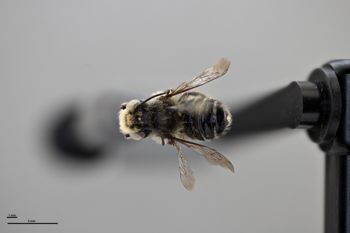 Media type: image;   Entomology 610870 Aspect: habitus dorsal view